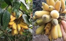 Viral Buah Hutan Mirip Pisang, Tiktoker Ini Ragu Memakannya (foto/int)