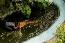 Foto : Nehemias Chipada diserang buaya di sebuah taman hiburan di Filipina (Gambar: ViralPress)