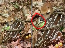 Ditonton 5 Juta Kali, Video Ular Kecil Mau Makan Kancil Viral, Netizen: Diemut Doang (foto/int)