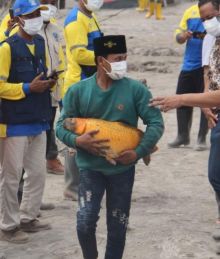 Ikan Mas Selamat [Instagram/@khofifah.ip]