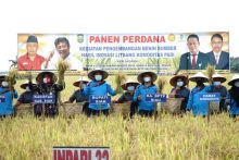 Saat panen raya di Bungaraya