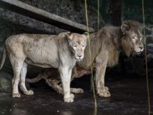 Gambar Milik Lady Freethinker