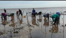 Kisah PKPRM Mangrove di Riau (2): Warga Desa Bagai Kenduri di Masa Pandemi (foto/ist)