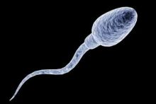 Hati-hati, Virus Covid-19 Kesuburan Pria dan Gerakan Sperma Jadi Lambat (foto/int)