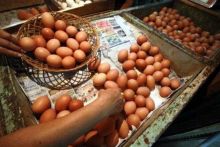 Telur ayam. Sumber: Ayo Cirebon