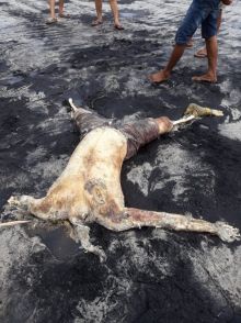 Mayay Mr X ditemukan di perairan Bsngkalis