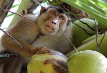 Beruk. Sumber: Detik.com