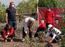 Penanaman 1000 bibit mangrove saat HUT PDI-Perjuangan