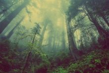 Hutan Kalimantan. Sumber: Internet