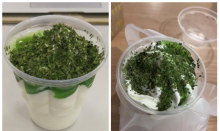 penampakan es krim topping daun ketumbar