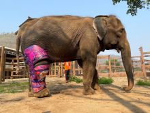 Elephant Nature Park 