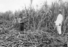 Peristiwa tanam paksa era Kolonial Belanda. Sumber: Internet