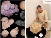 (Gambar: Dr Agustin G. Martinelli/Newsflash)