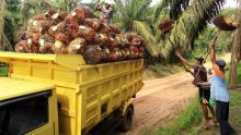 Truk pengangkut buah sawit. Sumber: Internet