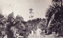 Tanaman kelapa sawit. Sumber: Internet