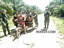 Salah seorang petani saat mengangkut hasil panen buah sawit yang dibantu tim satgas TMMD Kodim 0303/Bengkalis