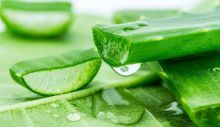 Foto : manfaat lidah buaya [Sumber gambar]