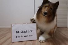 Seorang pria yang menghabiskan £12.500 untuk kostum anjing yang hidup mengatakan dia merahasiakan hobi meniru hewan peliharaannya