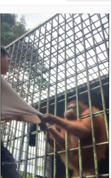 Momen laki-laki ditarik orangutan(instagram/@memomedsos)