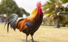 Ilustrasi. Sumber: Internet