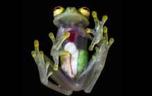 Katak Transparan. Sumber: Internet