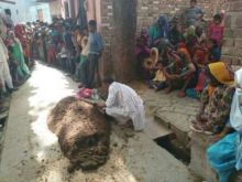 Suami Mengubur Istri Di Bawah Gunung Kotoran Sapi Untuk Menyembuhkan Gigitan Ular