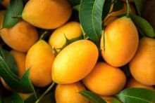 Manfaat buah Gandaria yang tidak diketahui/net