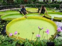 Seniman botani Lucy Smith (kiri) dan ahli hortikultura penelitian ilmiah dan botani Kew Gardens, Carlos Magdalena (kanan) berpose untuk foto dengan 'Victoria Boliviana'. (Sumber: Getty)