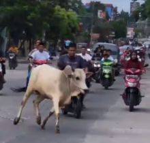 Sapi kurban yang lepas dan lari di Jalan Ahmad Yani, Sukajadi /ig: @pkucity