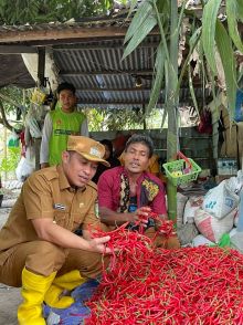Wabup Bengkalis saat ikut Panen Cabai di Kec Siak Kecil