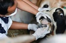 Indonesia bergulat dengan wabah besar pertama penyakit mulut dan makanan dalam hampir 40 tahun