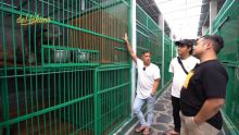 Irfan Hakim sedang mengunjungi penangkaran satwa langka Binturong Kalimantan di Yogyakarta /YouTube - deHakims