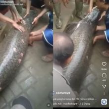 Ikan Arapaima