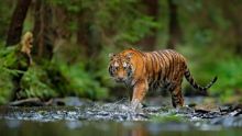 Foto : Seekor harimau menyerang dua pria yang mengendarai sepeda dan menyeret salah satu dari mereka ke hutan terdekat