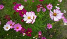 Foto : Manfaat Bunga Kosmos