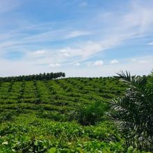 Perkebunan sawit di Siak