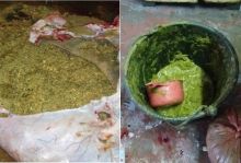 Foto :  Pagit-Pagit, Kuliner Ekstrem Khas Sumut yang Terbuat dari Rumput di Usus Sapi