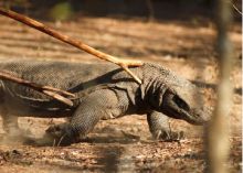 Ket : Seekor komodo berjalan di Taman Nasional Komodo di pulau Komodo, provinsi Nusa Tenggara Timur, Indonesia, pada 4 Oktober 2011. Reuters