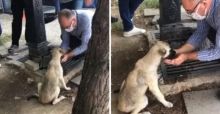 Viral, Video Seorang Pria Memberi Minum Air Kepada Anjing Jalanan yang Kehausan, Bikin Warganet Terharu