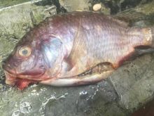Penjual pempek di Jawa Timur, mengolah ikan busuk dan mencampurkan boraks sebagai bahan membuat pempek /Kompasiana.com