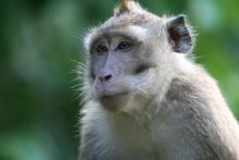 Monyet ekor panjang. Sumber: Internet