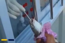 Video-video ini juga menjadi viral di seluruh media Tiongkok dan telah memicu perdebatan dan diskusi.