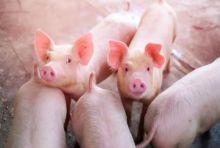 Demam Babi Afrika Terdeteksi di Punjab