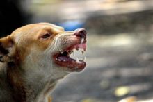 Anjing Dari Desa Gujarat Ini Sangat Kaya, Memiliki Tanah Senilai Ratusan Juta Rupiah