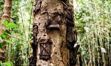 Kuburan bayi dalam pohon. Sumber: Internet