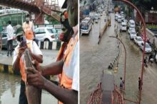 Ribuan Ikan Lele Hidup Tertangkap di Jalanan Kota Bengaluru Saat Hujan Deras Menghantam, Warganet : Untung Bukan Ikan Piranha