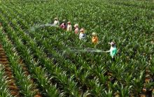 Sejumlah pekerja melakukan pemeliharaan di salah satu sentra pembibitan sawit PTPN V. Perusahaan perkebunan milik negara itu kembali melanjutkan program penyediaan bibit sawit unggul kepada petani swadaya