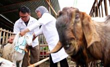 Dokter hewan ternak. Sumber: KBA.ONE