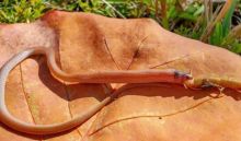 Ular Terlangka di Amerika Ditemukan Mati Tercekik Kelabang Raksasa di Florida