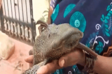 'Ikan Setan' Langka Ditangkap Wanita Hyderabad Setelah Hujan Deras yang Menyebabkan Banjir